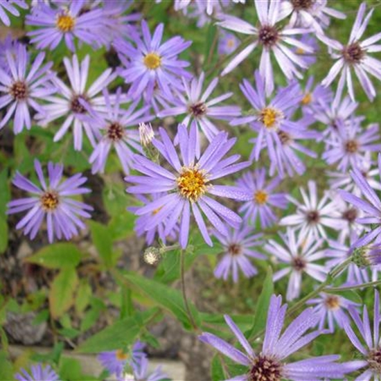 Aster macrophyllus 'Twilight'