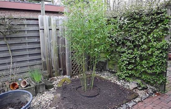 Bambus - Einpflanzen im Garten Bambus - Einpflanzen im Garten
