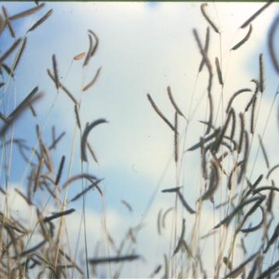 Bouteloua gracilis Bouteloua gracilis