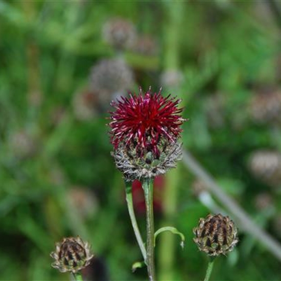 Centaurea atropurpurea Centaurea atropurpurea