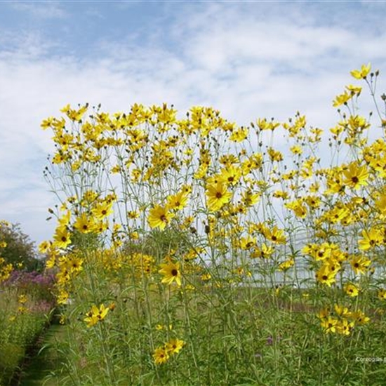 Coreopsis tripteris Coreopsis tripteris