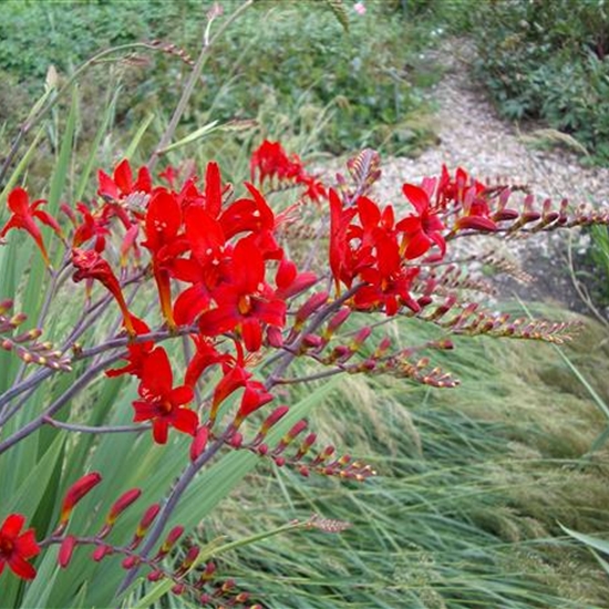 Crocosmia 'Lucifer'