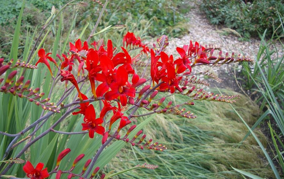 Crocosmia 'Lucifer'