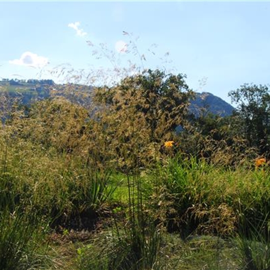 Deschampsia cespitosa 'Tauträger' Deschampsia cespitosa 'Tauträger'