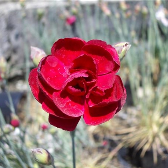 Dianthus (Plumarius-Gruppe) 'Desmond' Dianthus (Plumarius-Gruppe) 'Desmond'