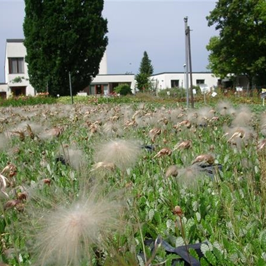 Dryas suendermannii (x) Dryas suendermannii (x)