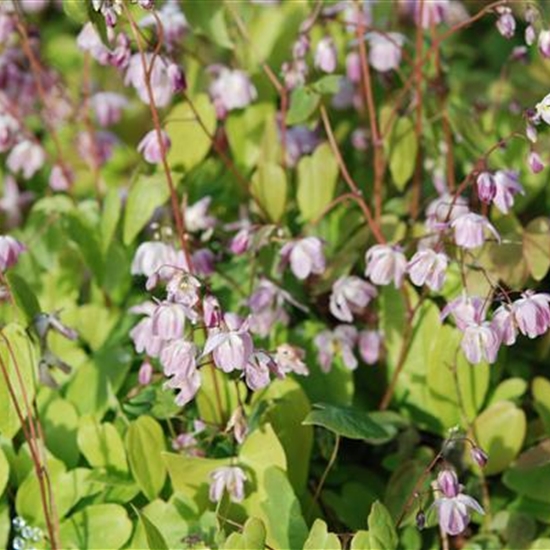 Epimedium youngianum (x) 'Roseum' Epimedium youngianum (x) 'Roseum'