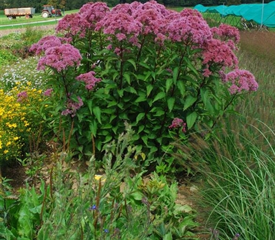 Eupatorium maculatum 'Riesenschirm'