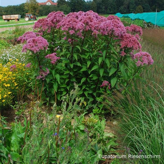 Eupatorium maculatum 'Riesenschirm' Eupatorium maculatum 'Riesenschirm'