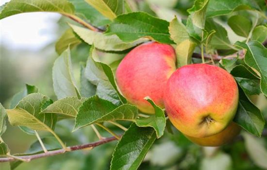 Apfelernte Apfelernte