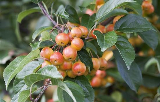 Auch Zieräpfel sind essbar Auch Zieräpfel sind essbar
