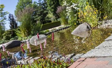 Anlage eines Wassergartens – Praktische Tipps zur Umsetzung