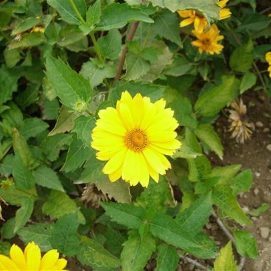 Heliopsis helianthoides 'Venus' Heliopsis helianthoides 'Venus'