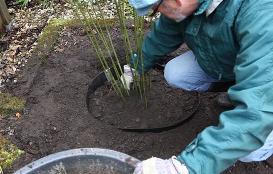 Die Bambus-Pflege Die Bambus-Pflege