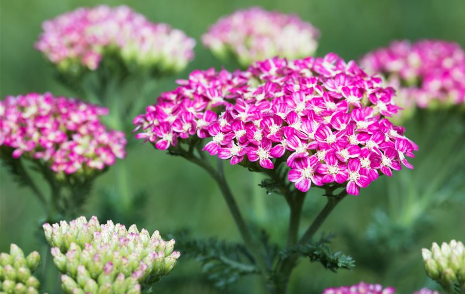 Achillea millefolium 'Cerise Queen'