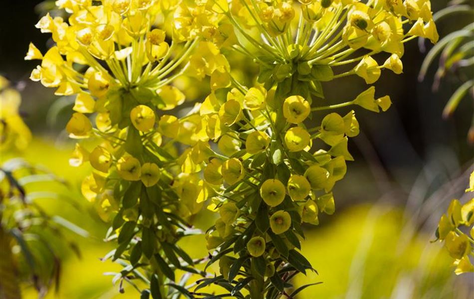 Euphorbia characias subsp. wulfenii