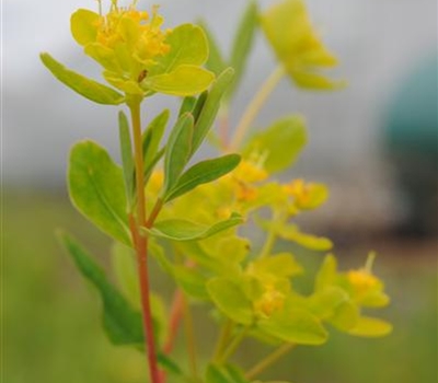 Euphorbia palustris