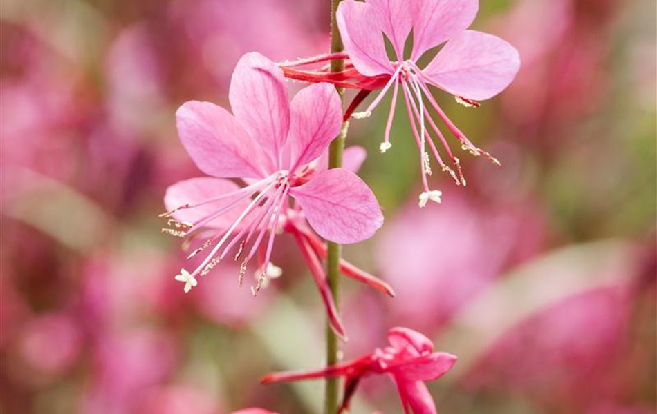 Gaura lindheimeri 'Siskiyou Pink' Gaura lindheimeri 'Siskiyou Pink'