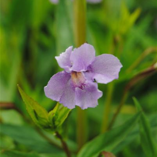 Mimulus ringens