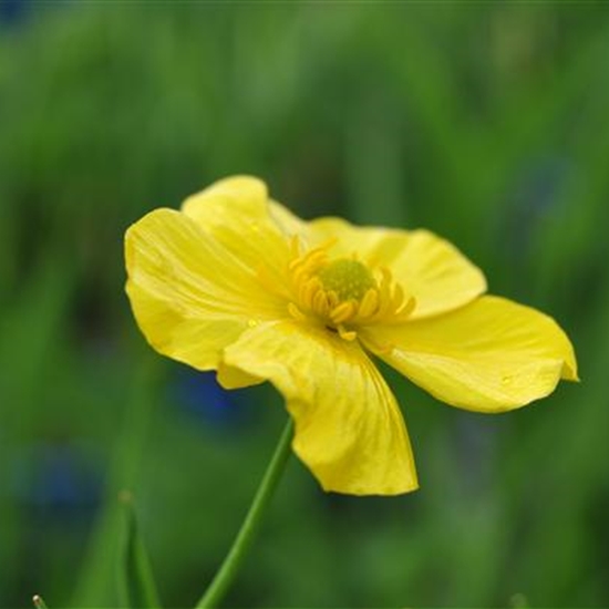 Ranunculus lingua Ranunculus lingua