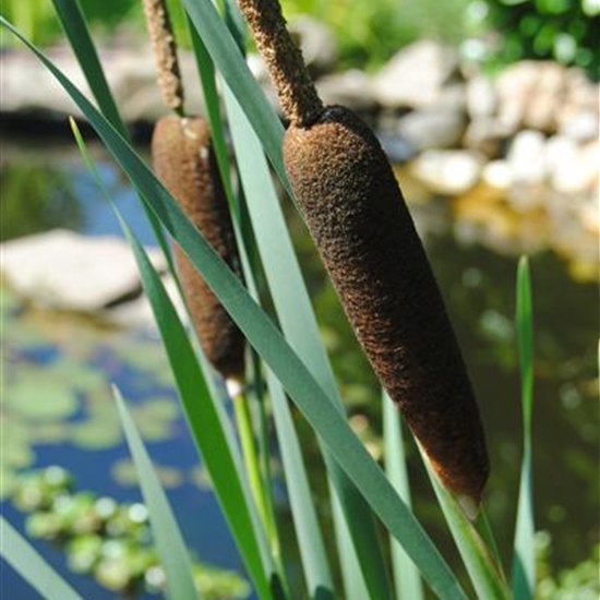 Typha angustifolia Typha angustifolia