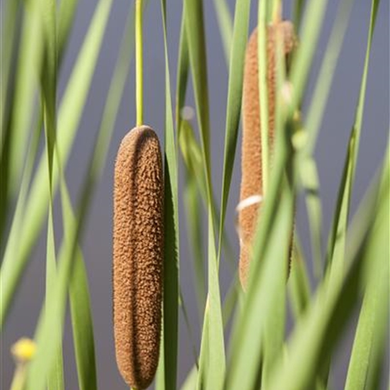 Typha latifolia Typha latifolia