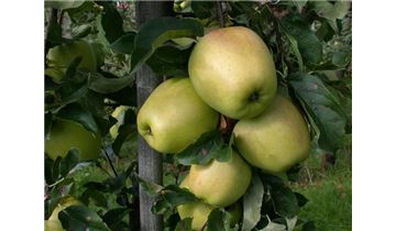 Gartenpflanzen Daepp Gartenpflanzen Daepp