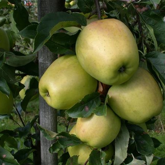 Malus domestica 'Glockenapfel' Malus domestica 'Glockenapfel'