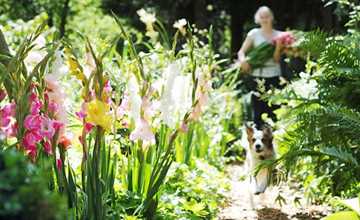 Blütenmeer am Gartenzaun