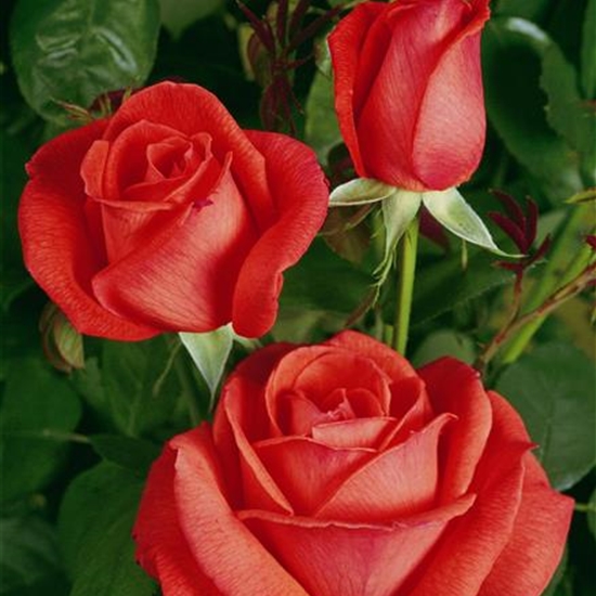 Rosa (Kletterrose) 'Climbing Super Star'
