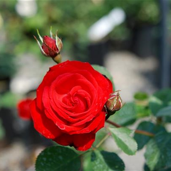 Rosa (Kletterrose) 'Danse des Sylphes'