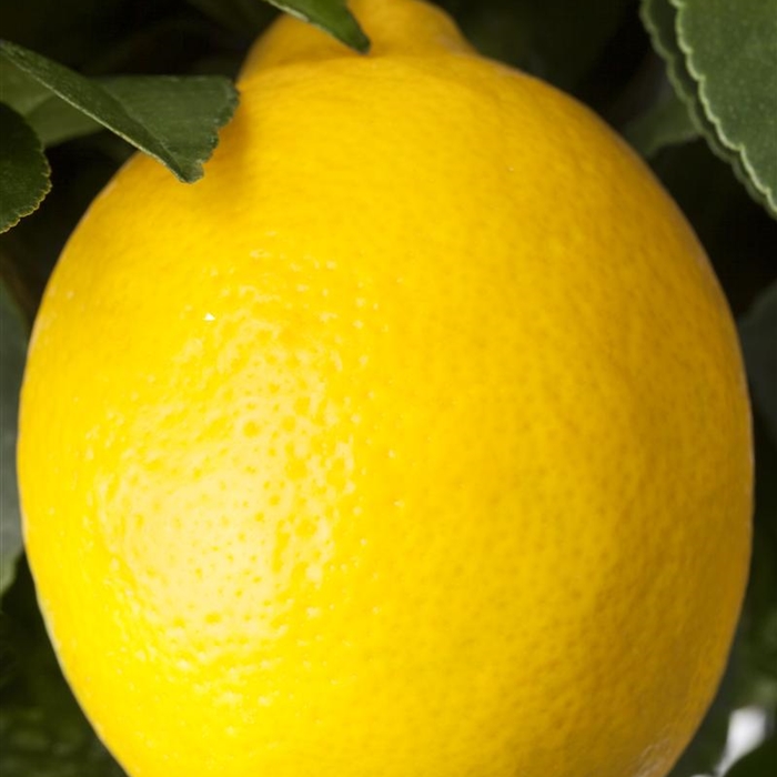 Zitrusfrüchte, Zitronen Zitrusfrüchte, Zitronen