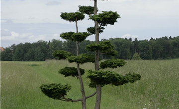 Porträt Solitärpflanze: Scheinzypresse