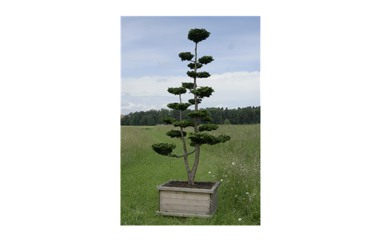 Porträt Solitärpflanze: Scheinzypresse