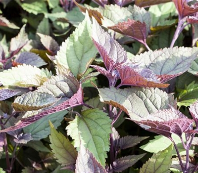 Eupatorium rugosum 'Chocolate'