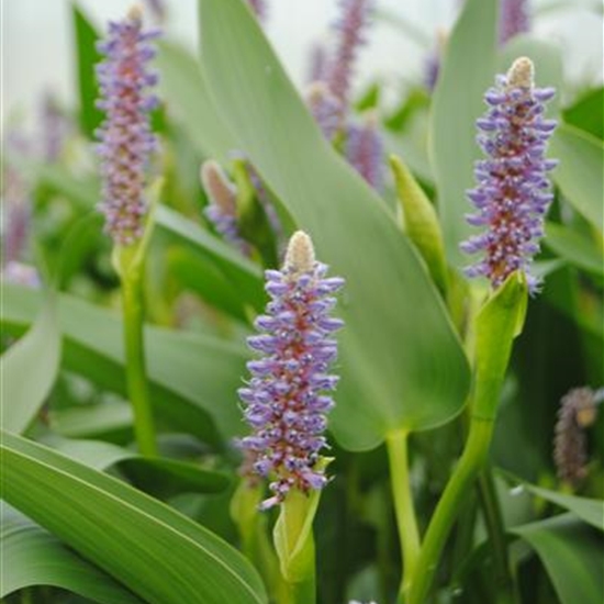 Pontederia cordata var. lancifolia