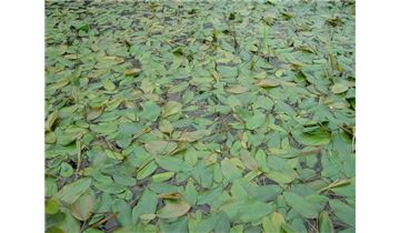 Gartenpflanzen Daepp