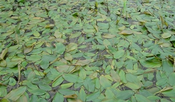 Bildvorschau