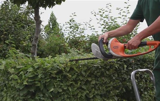 Hainbuche - Heckenförmig zurückschneiden Hainbuche - Heckenförmig zurückschneiden