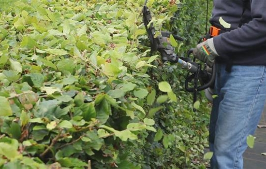 Hecken - Zurückschneiden Hecken - Zurückschneiden