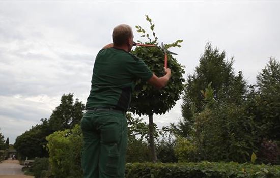 Hainbuche - Kugelförmig zurückschneiden Hainbuche - Kugelförmig zurückschneiden