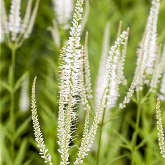 Veronicastrum virginicum 'Diana'