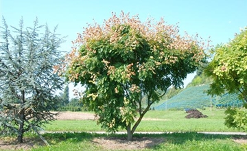 Porträt Solitärpflanze: Baldachin