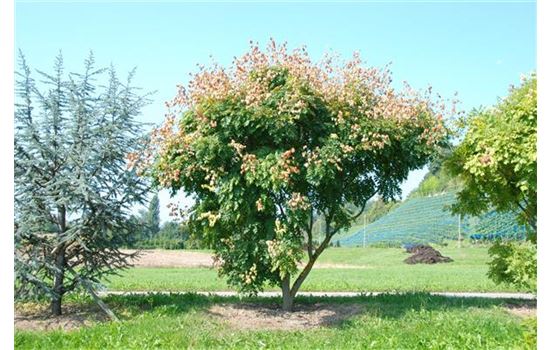 Porträt Solitärpflanze: Baldachin