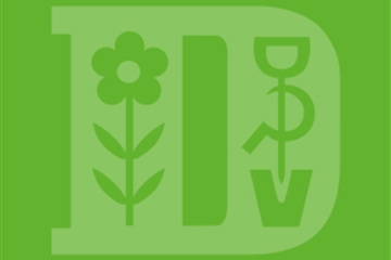 Hydrangea arborescens 'Grandiflora' Hydrangea arborescens 'Grandiflora'