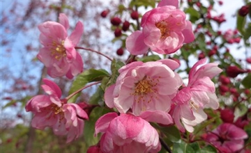 Porträt Solitärpflanze: Blütenapfel (Malus ‘Van Eseltine’)