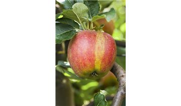 Gartenpflanzen Daepp