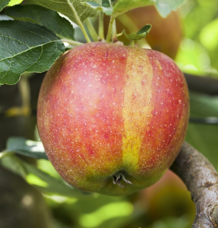 Apfelbaum