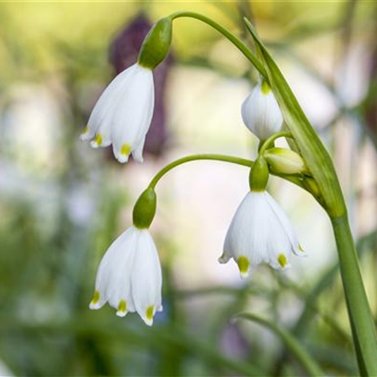 Leucojum aestivum Leucojum aestivum