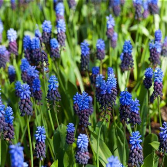 Muscari latifolium